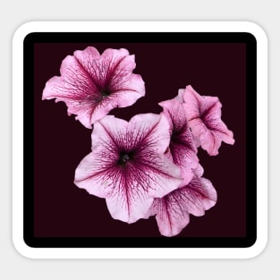 Pink Petunia Flowers Sticker